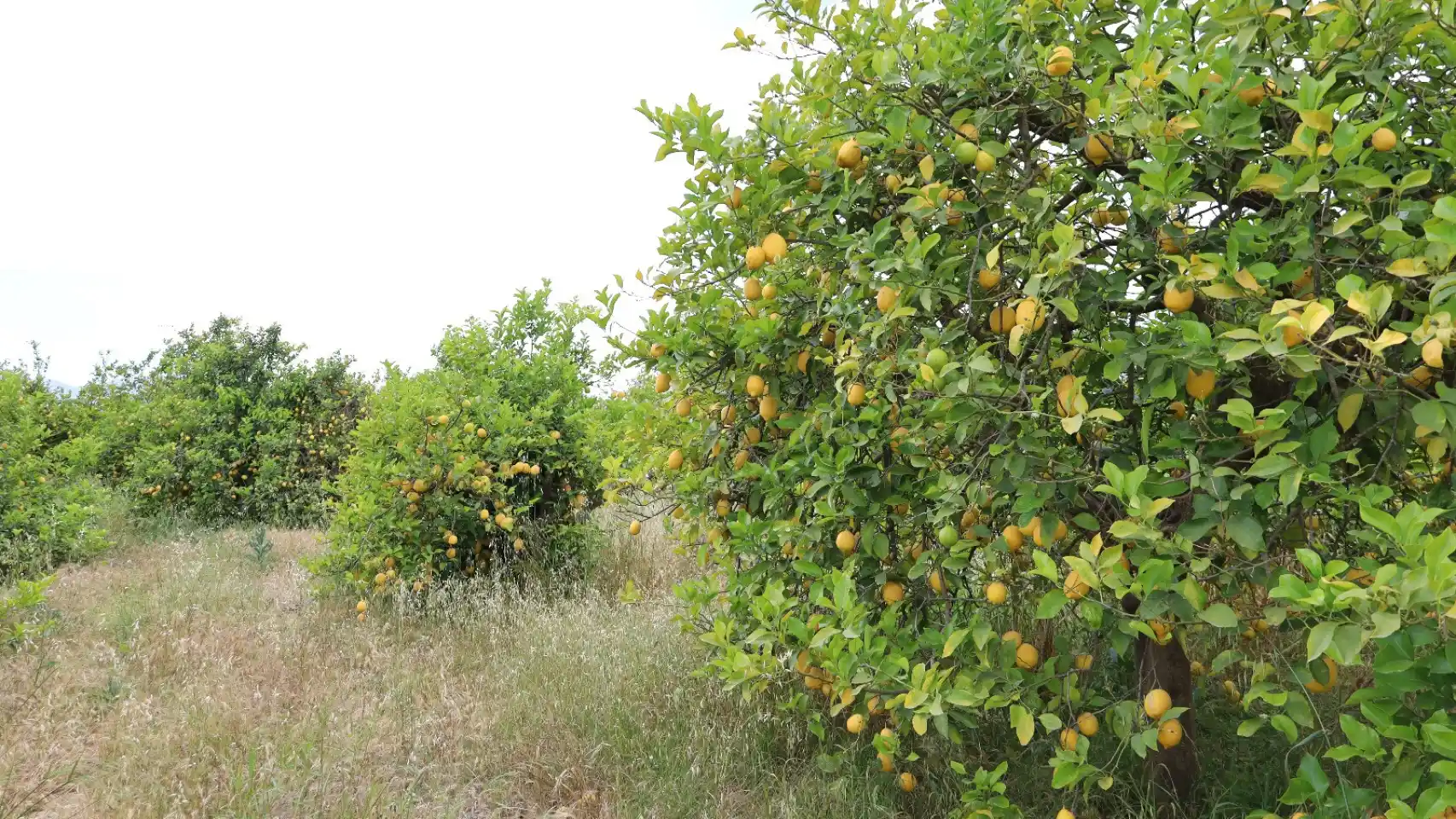 Coeficiente de cultivo en cítricos: la variable que decide si riegas bien o a ciegas