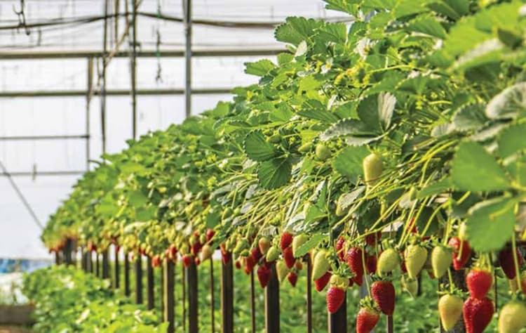 Trazabilidad en frutos rojos, del campo al lote