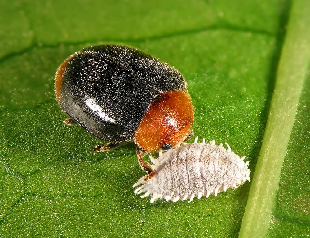 Cómo hacer control biológico contra plagas bien: guía práctica para acertar desde el inicio
