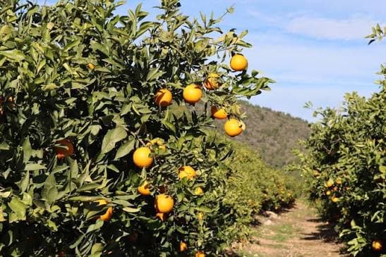 Cuaderno de campo en cítricos sin duplicar datos